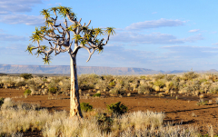 März 2010 - Köcherbaum am Fishriver Canyon