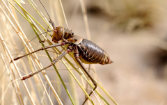November 2010 - Insekten-Makroaufnahme