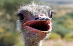 September 2010 - Strauß