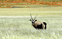Februar 2010 - Oryxantilope in der Kalahari