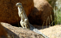 April 2010 - Erdhörnchen