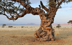 Juni 2010 - Kameldornbaum