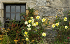 Februar: Rosen und Stein