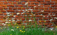 Juli: Margeriten vor Klinkerwand, Smallhythe Place