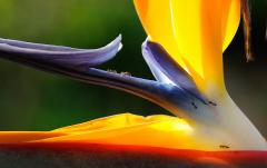 Kalender 2012 - Papageien Blume