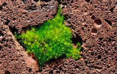 Oktober: Moospolster