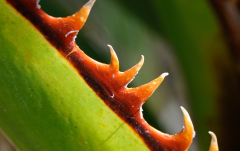 Februar: Pflanzendetail