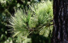 September: Kiefernnadeln