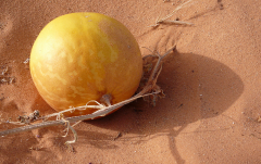 August: Teufelsapfel (Libyen)