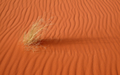 November: Kamelgras (Libyen)