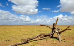 Februar: Baumwurzel (Lake Manyara)