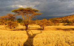 Kalender 2014 - Schirmakazien im Abendlicht (Ndarakwai Lodge)