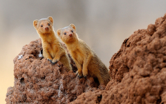 Januar: Mangusten (Tarangire National Park)