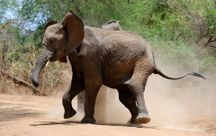 September: Elefantenstreit (Tarangire National Park)