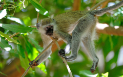 Mai: Meerkatze (Lake Eyasi)