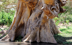 April: Baumdetail (Lake Eyasi Region)