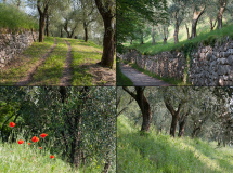 Januar: Olivenhain bei Torri