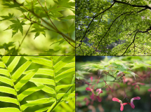 März: Japanischer Ahorn