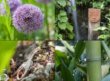 September: Zierlauch