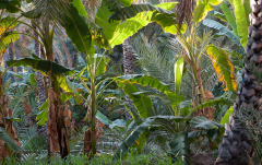 September: Oase Misfah al Abriyyin