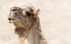 Oktober: Dromedar