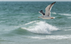 März: Möwe bei Qurun