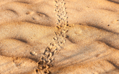 Mai: Spuren in der Wahibah Dessert