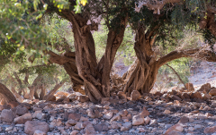 Juni: Arganbäume (Anti-Atlas)