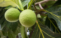 April: Brotfrucht (Artocarpus altilis)