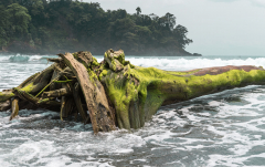 Februar: Abgestorbener Baum im Meer bei St. Catarina