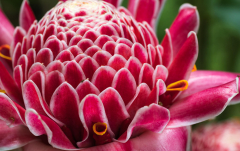 Mai: Porzellanrose (Etlingera elatior)