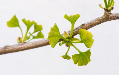 Januar: Fächerblattbaum, Ginkgo biloba