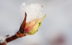 Februar: Kastanie, Aesculus hippocastanum