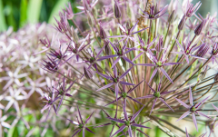 Mai: Riesen- Zierlauch, Allium christophii