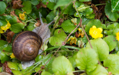 Juni: Schnecke