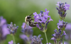Juli: Echter Lavendel, Lavandula angustifolia "Hidcote Blue"