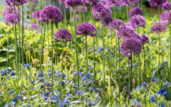 August: Zierlauch, Allium aflatuense "Purple Sensation"