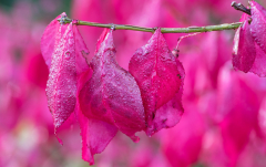 November: Kork-Spindelstrauch, Euonymus alatus