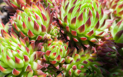 Titelbild: Hauswurz, Sempervivum spec.