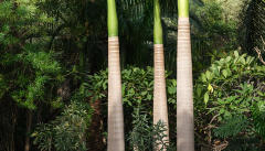 März: Palmen in La Palapa, Teneriffa