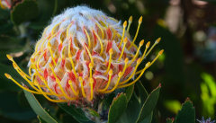 April: Protea, Garten Villa Botanico, La Palma