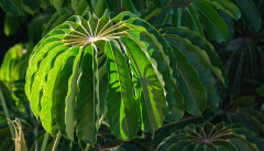 Juli: Aralie, La Palapa, Teneriffa