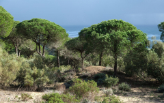 Juni: Küste bei Barbate