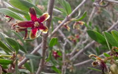 März: Was blüht denn da?
