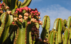 September: Cactus Nijar