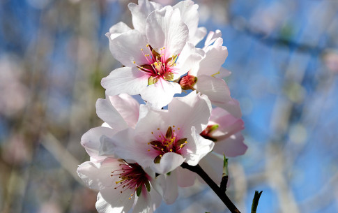 Mai: Mandelblüte