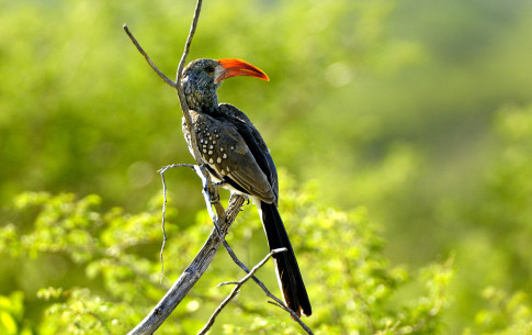 Mai 2010 - Hornvogel im Erongogebirge