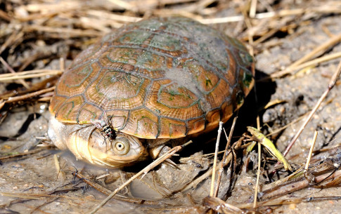 Juli 2010 - Schildkröte im Erongogebirge