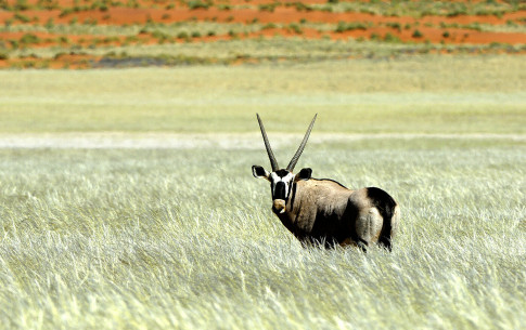 Februar 2010 - Oryxantilope in der Kalahari