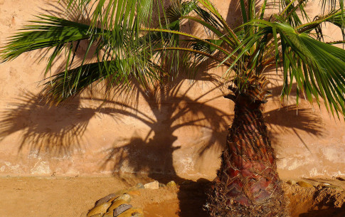Juni: Palmen (Marokko)